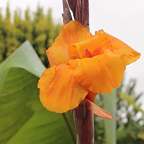 Canna lily bulbs for summer and autumn colour