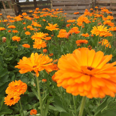 Plants with orange flowers