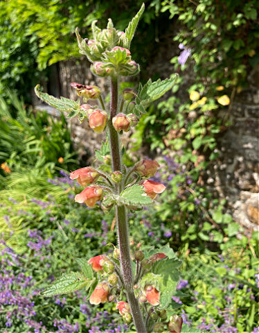 Scrophularia grandiflora are plants with orange flowers