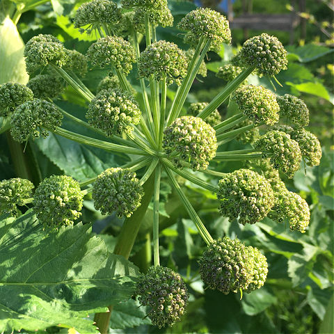 Angelica is often grown as biennials, sow in June and July for flowers the following year.