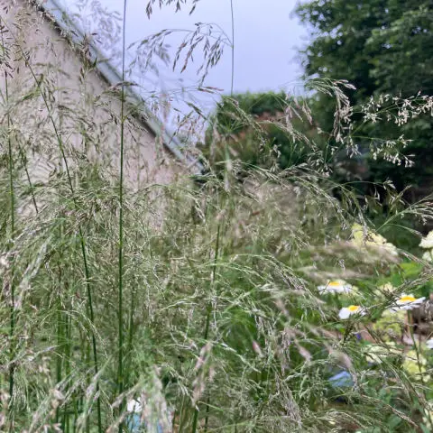 Tufted hair grass