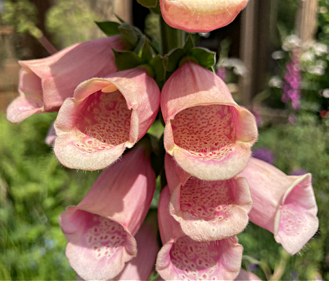 Digitalis or foxgloves are biennials, sow in June and July for flowers next year