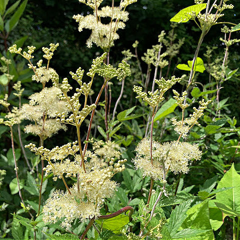 Grow Filipendula ulmaria for white garden in early summer