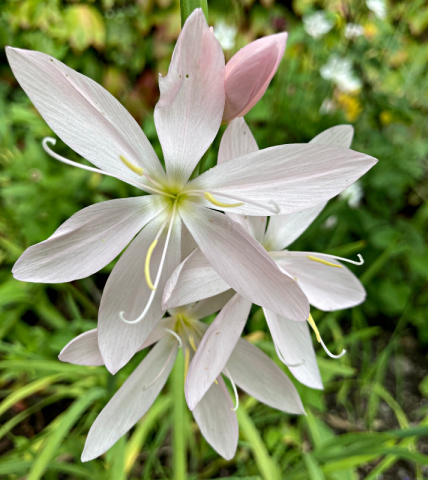 Hesperantha codcinea f. alba works well in a white garden in early summer