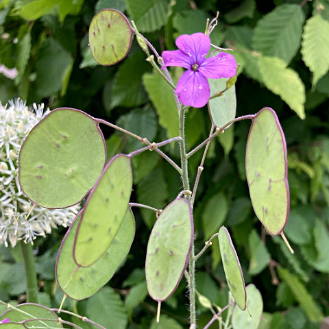 Lunaria or Honesty are biennials to sow in June and July for flowers the following year
