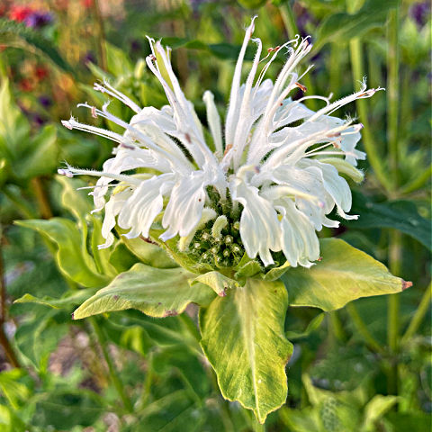 Monarda Schneewittchen is ideal for a white garden in early summer