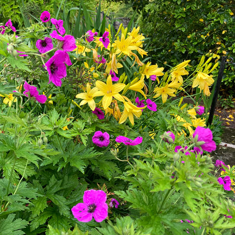 Contrasting flower colours