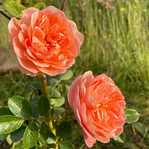 Apricot rose Sweet Dream are great ground cover roses