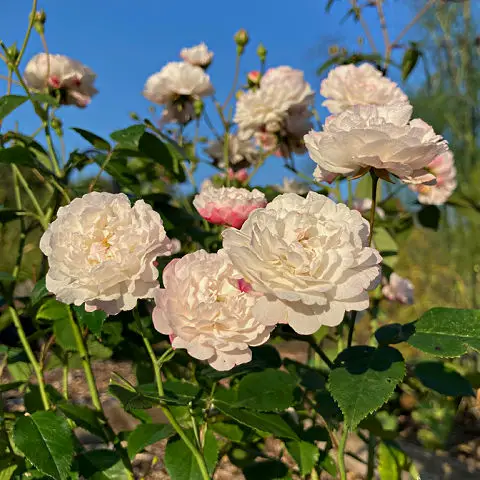 Great ground cover roses like White Pet