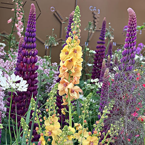 Contrasting flower colours add drama and impact to the garden