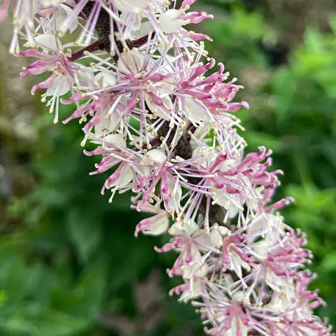 Pink and white blossoms of Cimicifuga, easy flowers to grow in damp soil