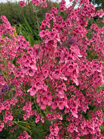 Diascia Hopleys are hard working plants with masses of flowers