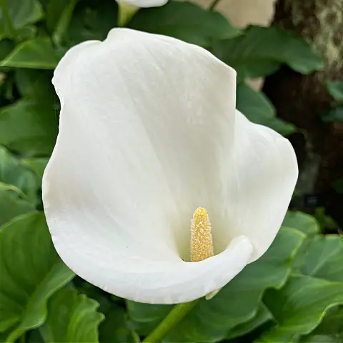 Arum lily are great flowers to grow in damp soil.