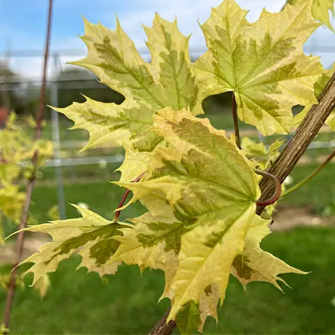 Acer drumondii is one of the best acers with variegated leaves