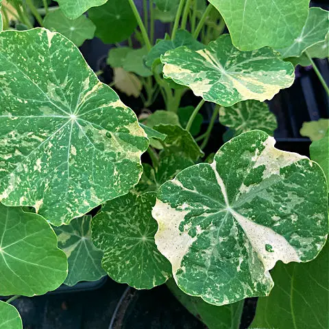 Variegated leaves of Nasturtium plant
