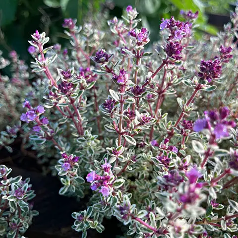 Thyme is one of the best flowering variegated plants