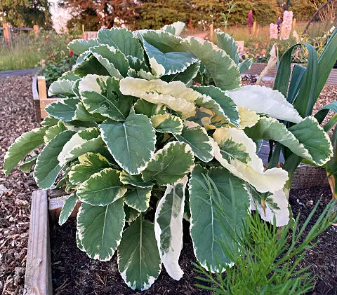 Variegated Daubentons kale is a perennial vegetable with green and cream leaves