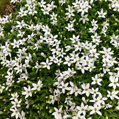 Lobelia pedunculata, aka pratia makes great autumn groundcover