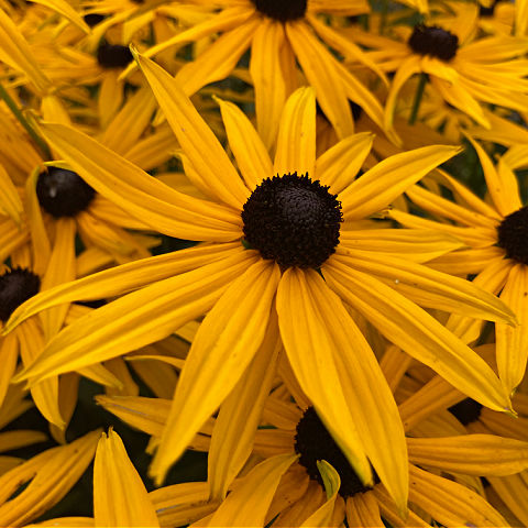 Daisy flowers for autumn