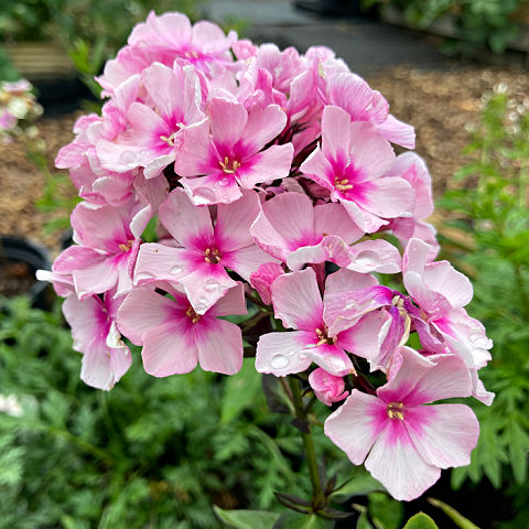 Plants to divide in autumn