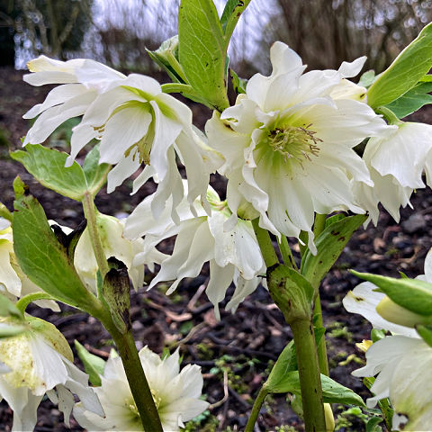 White Flowers for Winter Containers
