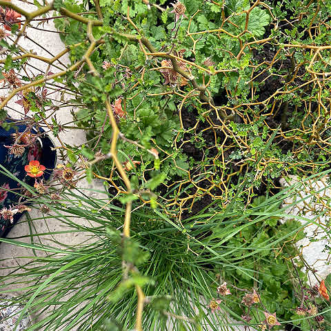 Exciting plants to grow in 2026