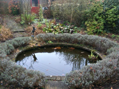 Lavender around a pond makes a soothing scene