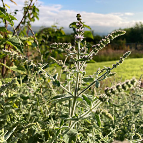 Plants that soothe and lift