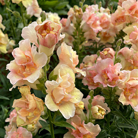 10 Plants with Apricot