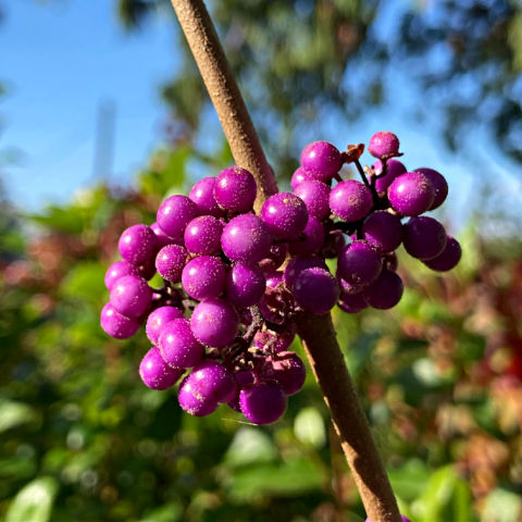 Garden flowers in November