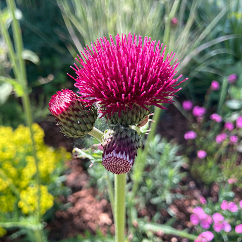 Plants to support wild birds