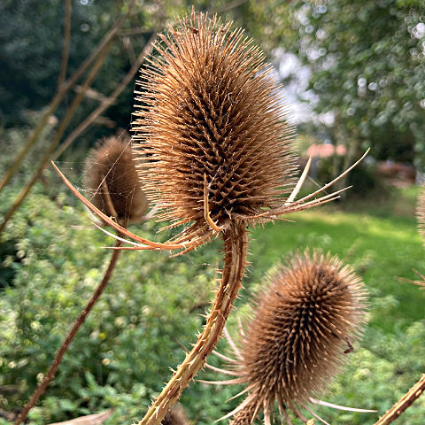 Teasels are great plants to support wild birds