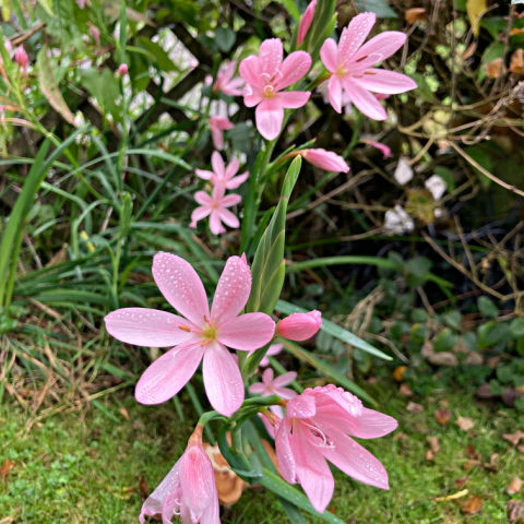 Garden flowers in November include River Lily