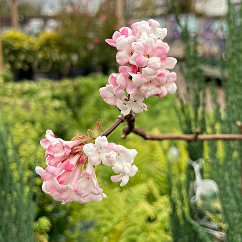 Viburnum × bodnantense 'Dawn' for garden flowers in November